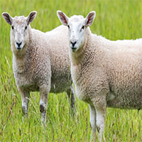 Eco Earth Friendly Rugs By Sansom Shag Rugs 